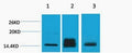 Histone H3 (Di Methyl Lys9) Polyclonal Antibody – Figure 1 of 1