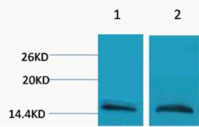 Histone H3 (Mono Methyl Arg26) Polyclonal Antibody – Figure 1 of 1