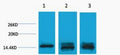 Histone H3 (Mono Methyl Lys9) Polyclonal Antibody – Figure 1 of 1