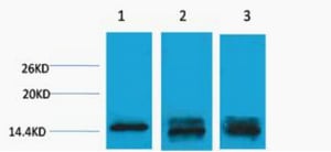Histone H3 (Mono Methyl Lys9) Polyclonal Antibody – Figure 1 of 1
