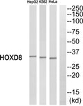 HoxD8 Polyclonal Antibody – Figure 1 of 1