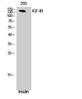 IGF-IR Polyclonal Antibody – Figure 1 of 1