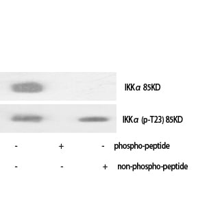 IKK Alpha Polyclonal Antibody – Figure 1 of 1