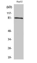 IKK Alpha/Beta Polyclonal Antibody – Figure 1 of 1