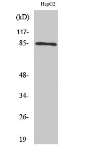 IKK Alpha/Beta Polyclonal Antibody – Figure 1 of 1
