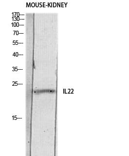 IL-22 Polyclonal Antibody – Figure 1 of 1