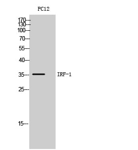 IRF-1 Polyclonal Antibody – Figure 1 of 1