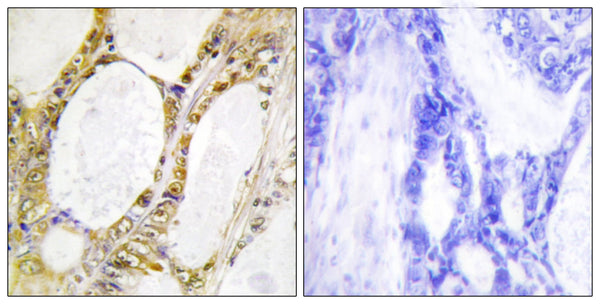 IRF-2 Polyclonal Antibody – Figure 1 of 1