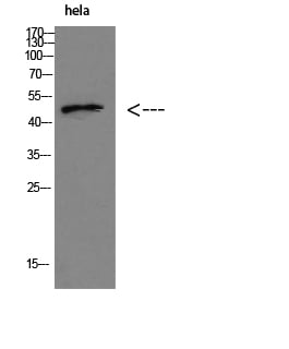 IRF3 Polyclonal Antibody – Figure 1 of 1