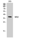 IKappaB-Beta Polyclonal Antibody – Figure 1 of 1