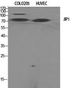 JIP-1 Polyclonal Antibody – Figure 1 of 1