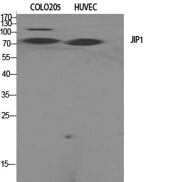 JIP-1 Polyclonal Antibody – Figure 1 of 1