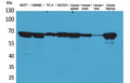 Lamin B1 Polyclonal Antibody – Figure 1 of 1