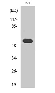 LAP1B Polyclonal Antibody – Figure 1 of 1