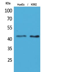 Layilin Polyclonal Antibody – Figure 1 of 1