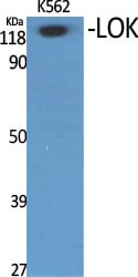 LOK Polyclonal Antibody – Figure 1 of 1