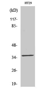 LTB4DH Polyclonal Antibody – Figure 1 of 1