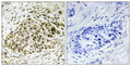 Lyl-1 Polyclonal Antibody – Figure 1 of 1