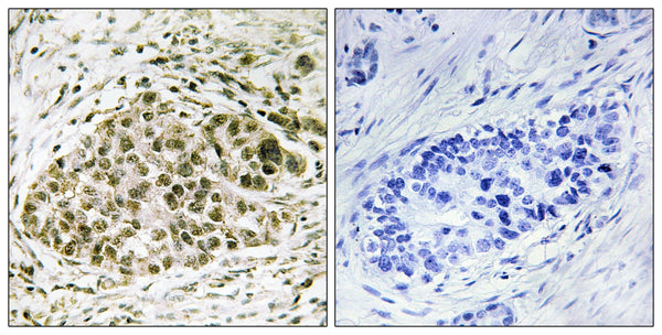 Lyl-1 Polyclonal Antibody – Figure 1 of 1