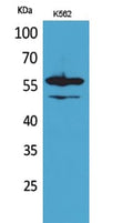 Lyn Polyclonal Antibody – Figure 1 of 1