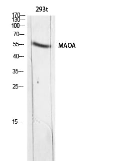 MAO-A Polyclonal Antibody – Figure 1 of 1