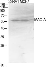 MAO-A Polyclonal Antibody – Figure 1 of 1