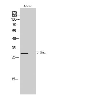 MARCH3 Polyclonal Antibody – Figure 1 of 1