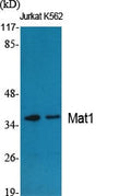 Mat1 Polyclonal Antibody – Figure 1 of 1