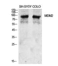MDM2 Polyclonal Antibody – Figure 1 of 1