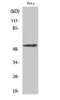 MEF-2 Polyclonal Antibody – Figure 1 of 1