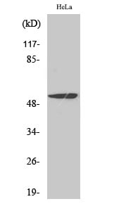 MEF-2 Polyclonal Antibody – Figure 1 of 1