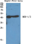 MEK-1/2 Polyclonal Antibody – Figure 1 of 1
