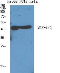 MEK-1/2 Polyclonal Antibody – Figure 1 of 1