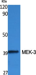MEK-3 Polyclonal Antibody – Figure 1 of 1