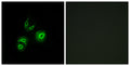 Met Polyclonal Antibody – Figure 1 of 1