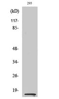 MK Polyclonal Antibody – Figure 1 of 1