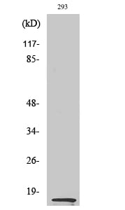 MK Polyclonal Antibody – Figure 1 of 1
