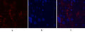 MMP-9 Polyclonal Antibody – Figure 1 of 1