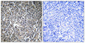 M-RIP Polyclonal Antibody – Figure 1 of 1