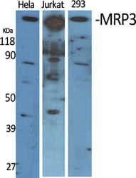 MRP3 Polyclonal Antibody – Figure 1 of 1