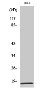 MRP-L20 Polyclonal Antibody – Figure 1 of 1