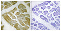 MYH4 Polyclonal Antibody – Figure 1 of 1