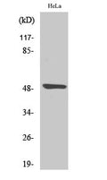 Myt 1 Polyclonal Antibody – Figure 1 of 1