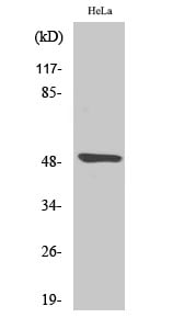 Myt 1 Polyclonal Antibody – Figure 1 of 1