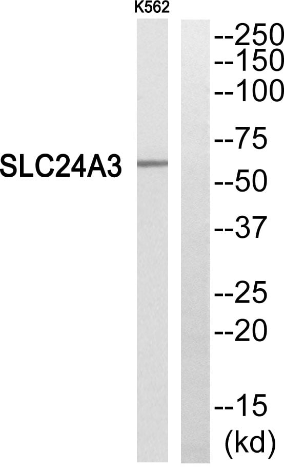 NCKX3 Polyclonal Antibody – Figure 1 of 1