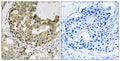 Neurexophilin-1 Polyclonal Antibody – Figure 1 of 1