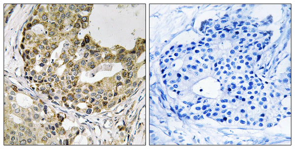 Neurexophilin-1 Polyclonal Antibody – Figure 1 of 1