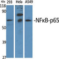 NFKappaB-p65 Polyclonal Antibody – Figure 1 of 1