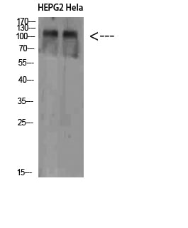 NLRX1 Polyclonal Antibody – Figure 1 of 1