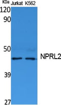 NPRL2 Polyclonal Antibody – Figure 1 of 1